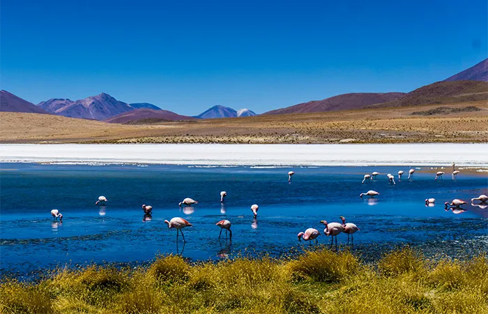 Flamingos in einer Lagune im bolivianischen Altiplano mit Bergen im Hintergrund