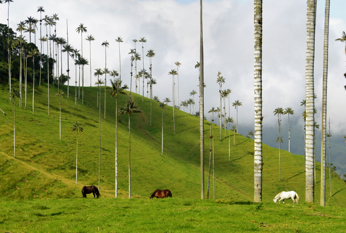 Grüne Hügellandschaft der kolumbianischen Kaffeezone mit hohen Wachspalmen im Cocora-Tal