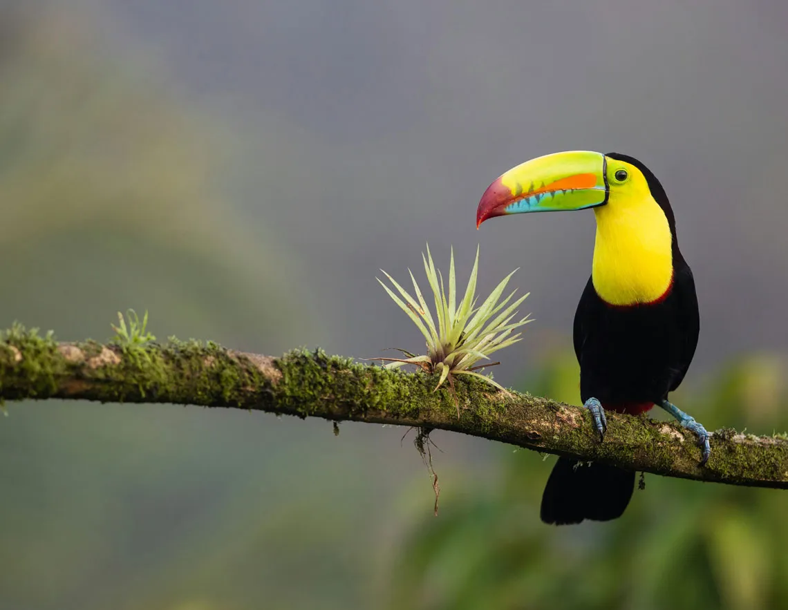 Toucan au bec coloré perché sur une branche dans la forêt tropicale humide