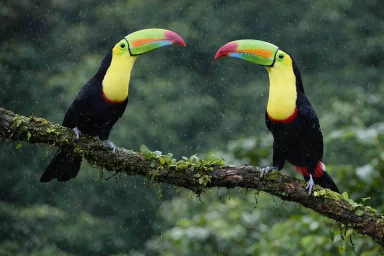 Dos tucanes sobre una rama cubierta de musgo en la selva de Panamá, picos coloridos en entorno verde