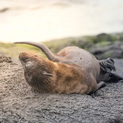 Un otarie se repose tranquillement sur la plage, gros plan d'un animal sauvage typique d'Amérique latine
